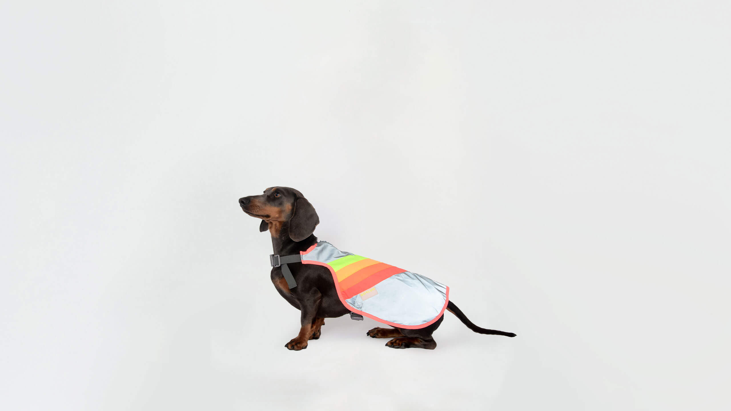 Reflektierende Hundeweste - Luna - mit high-vis Regenbogen - gofluo