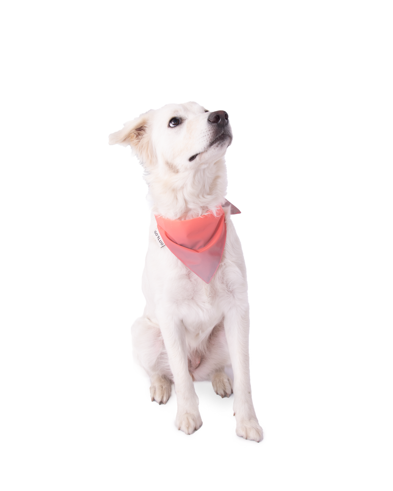 Newtensina Mode Hond Bandana Kraag Halsband Jongen Medium Puppy Met Voor Honden Roze M 651026722 Newtensina Mode Hond Bandana Kraag Halsband Jongen Medium Puppy Met Voor Honden Roze M 651026722