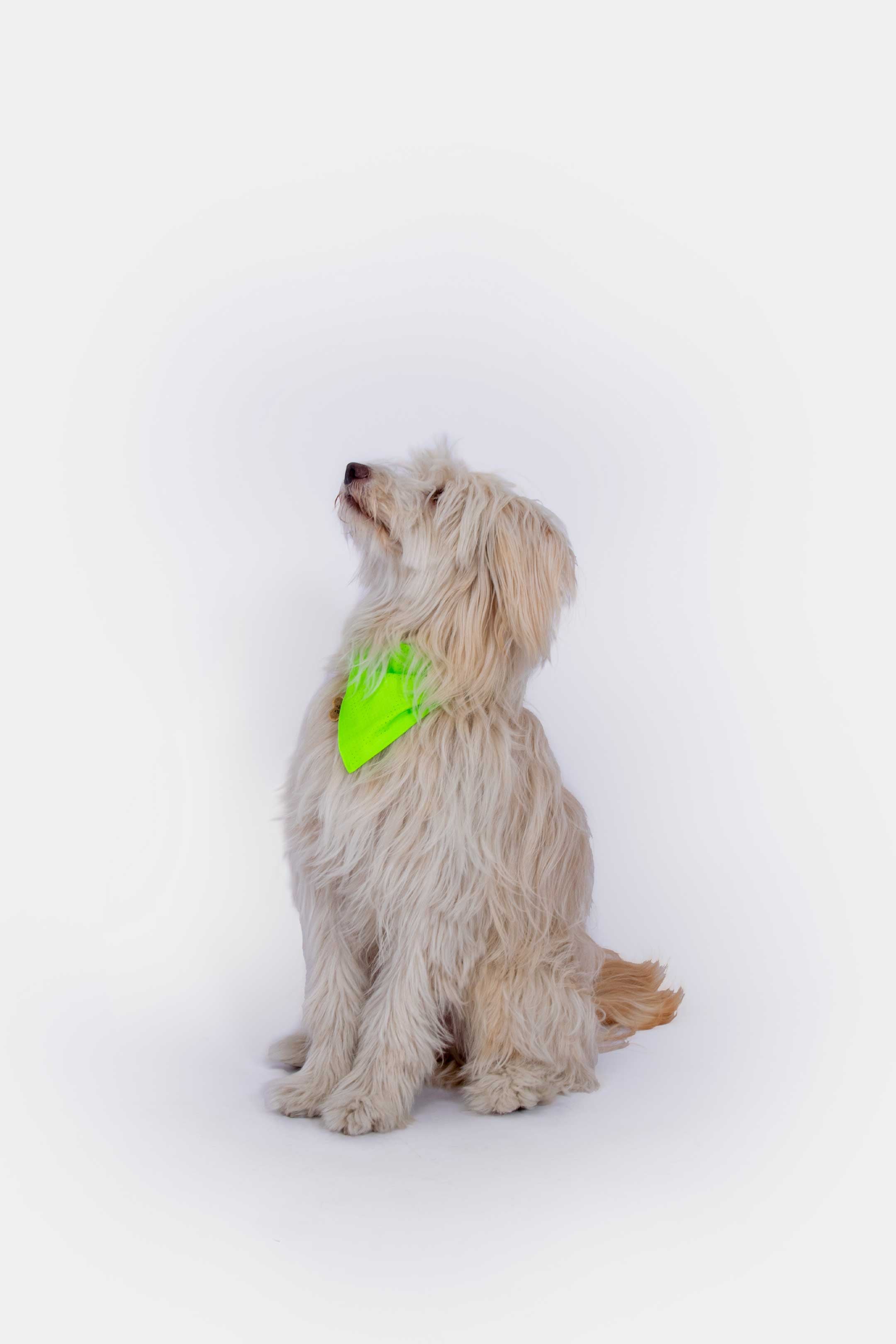 Bandana | Green reflective