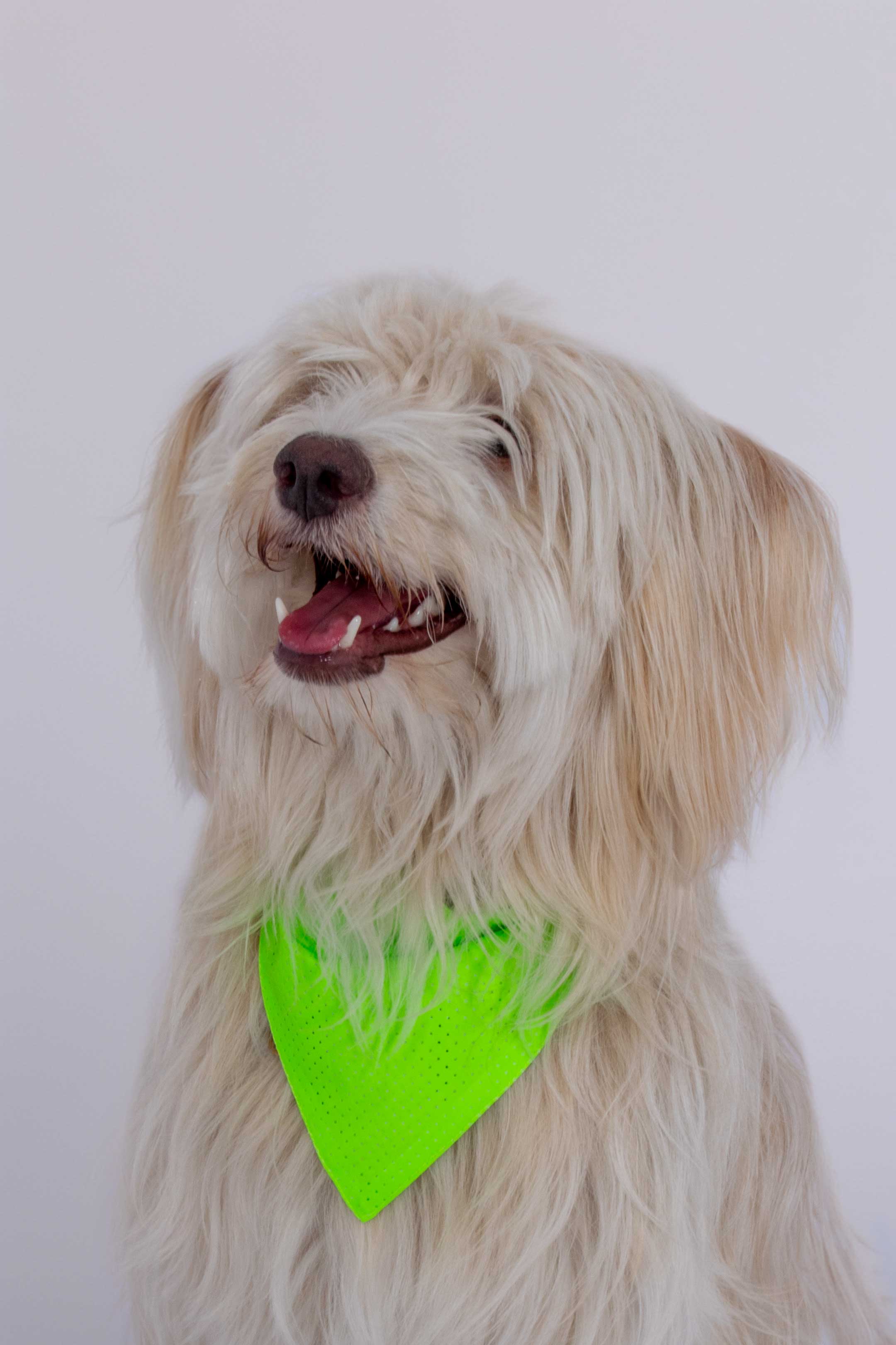 Bandana | Green reflective