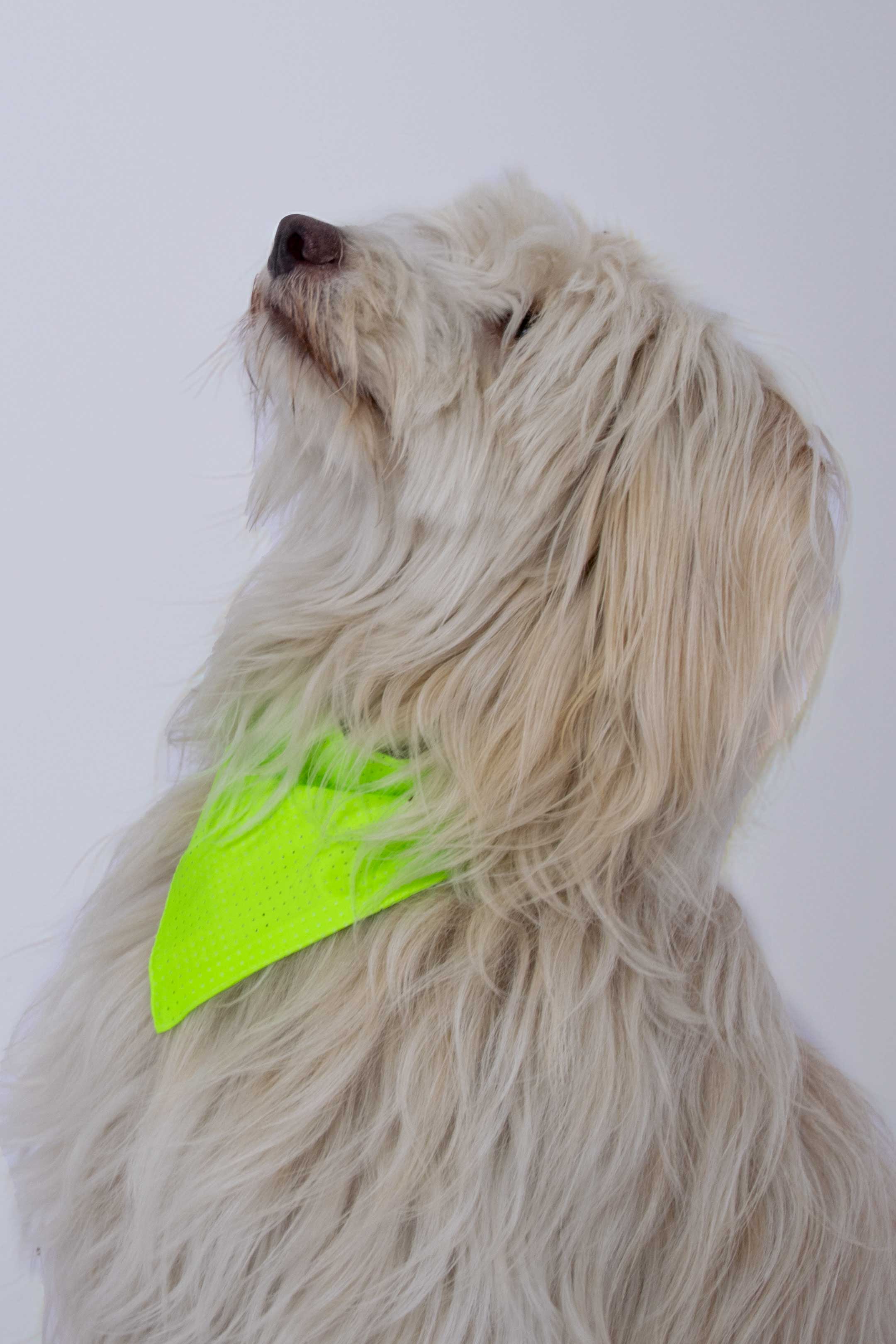 Bandana | Green reflective