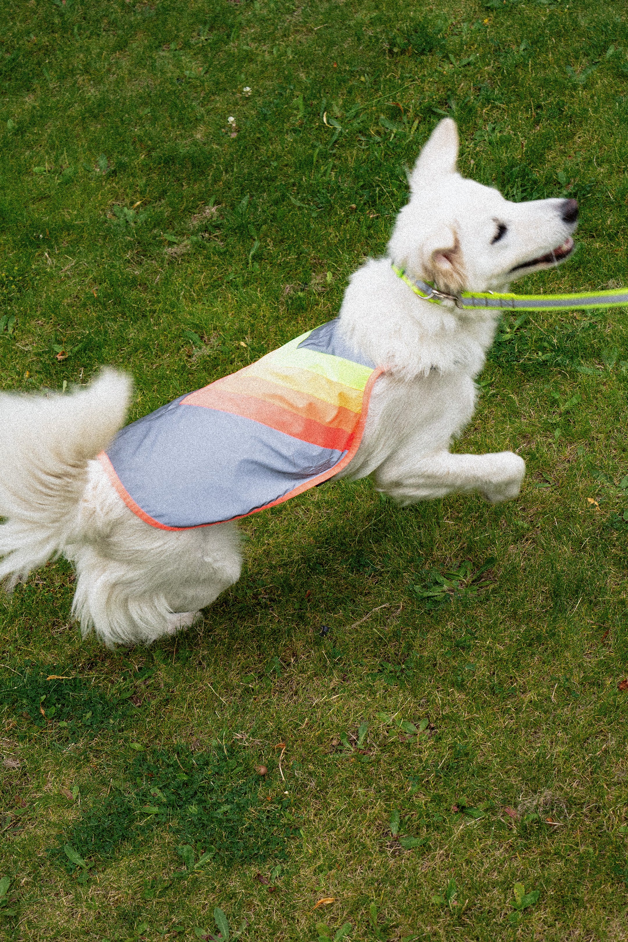 Lautus Pets Waterdichte hondenregenjas, reflecterende veiligheidsstrepen & lijnopening – Lichtgewicht verstelbare regenjas voor middelgrote honden - L, Oranje Lautus Pets Waterdichte hondenregenjas, reflecterende veiligheidsstrepen & lijnopening – Lichtgewicht verstelbare regenjas voor middelgrote honden - L, Oranje
