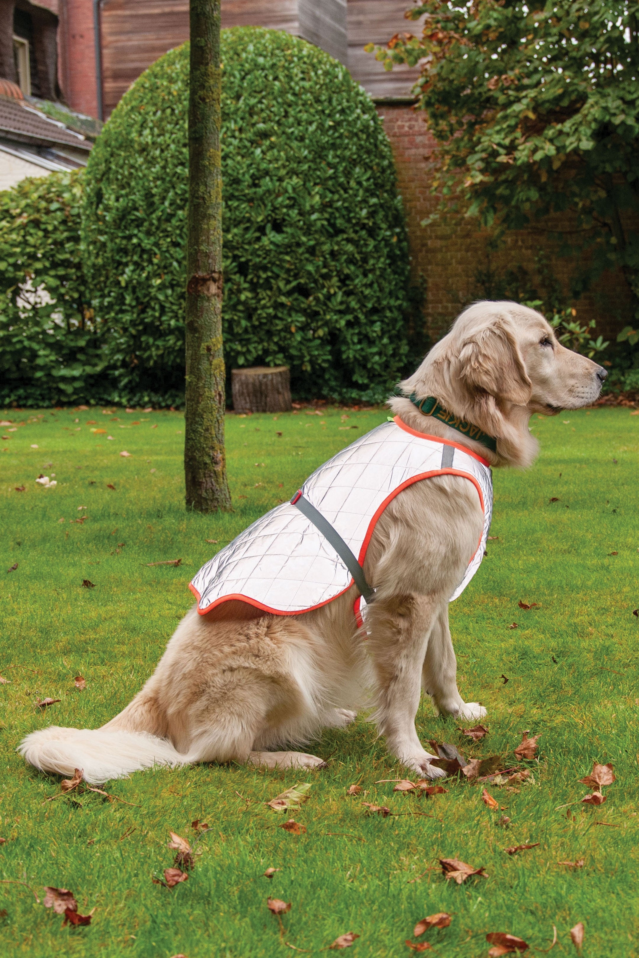 Ectkuee Hondenjas, wintervest, jas, met tuigje voor kleine honden, waterdicht, machinewasbaar, reflecterende strepen, duurzame D-ring (M, rood Ectkuee Hondenjas, wintervest, jas, met tuigje voor kleine honden, waterdicht, machinewasbaar, reflecterende strepen, duurzame D-ring (M, rood