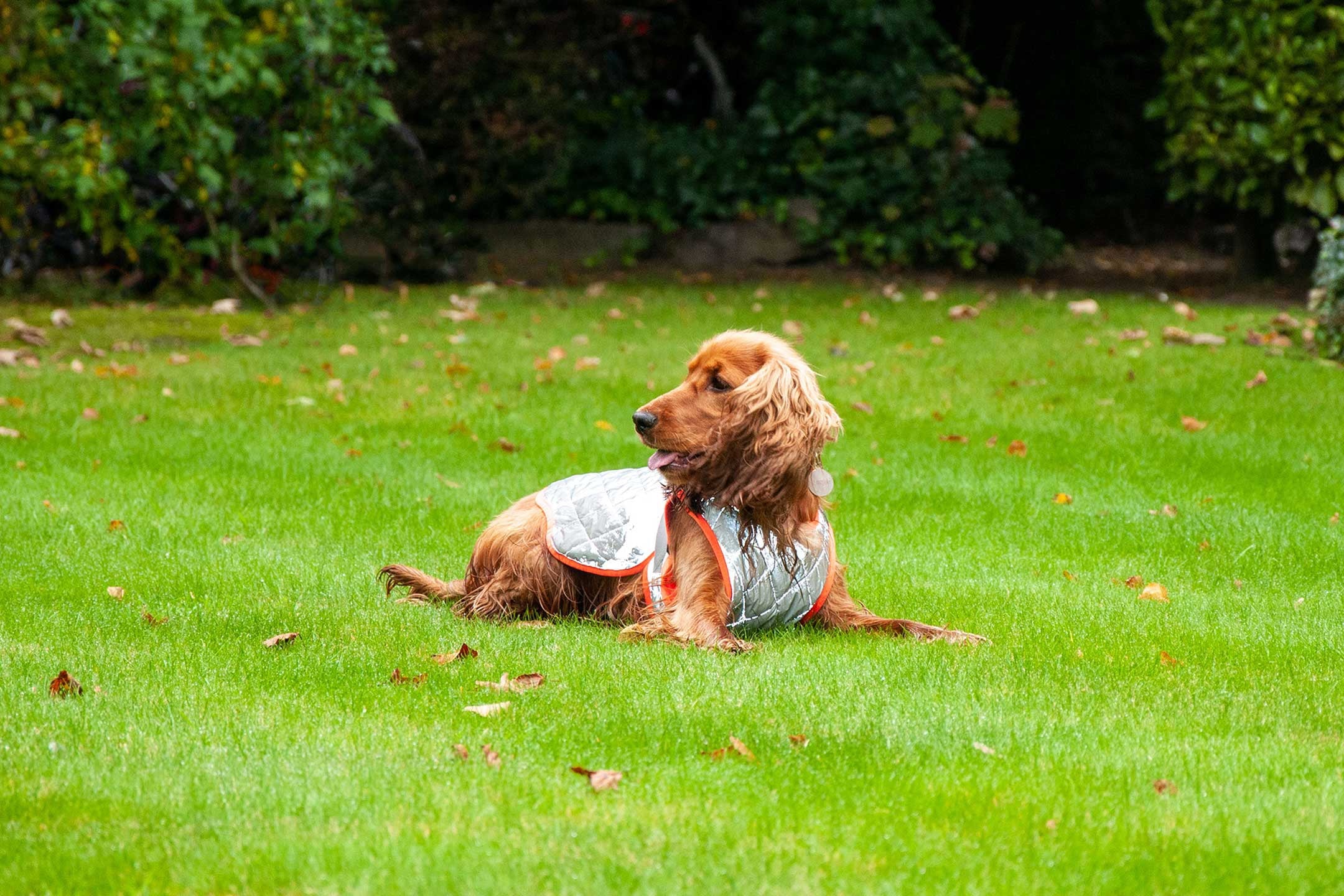 Rover | Red